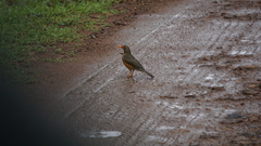 Turdus libonyana