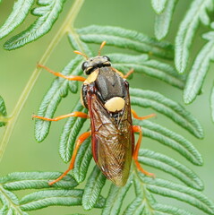 Perga affinis