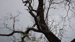 Kaupifalco monogrammicus