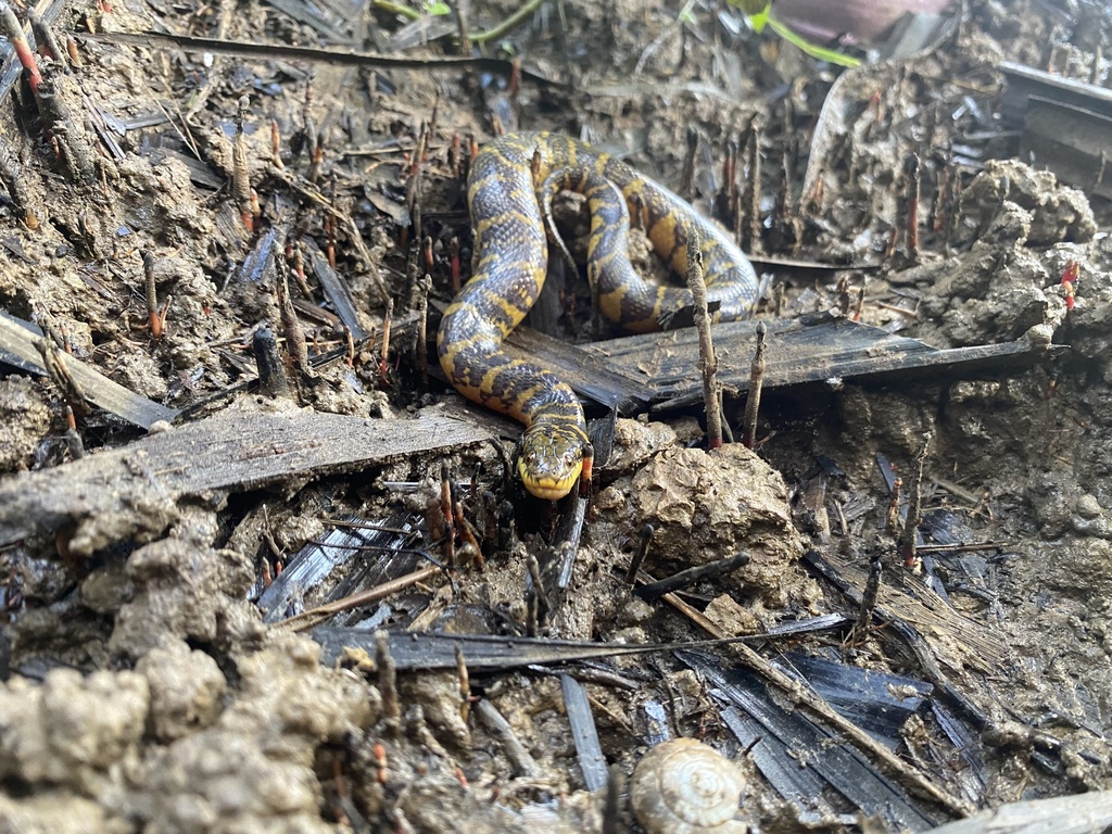 Bocourt's Water Snake from Khuan Khanun, Khuan Khanun, Phatthalung, TH