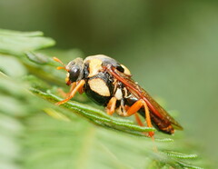 Perga affinis
