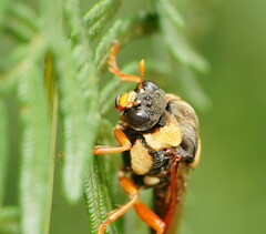 Perga affinis