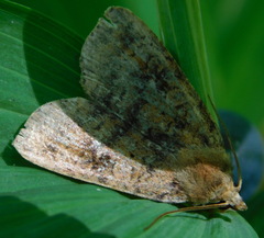 Noctuina