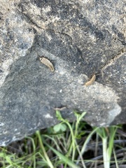 Ctenolepisma ciliatum
