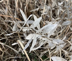 Baptisia bracteata leucophaea