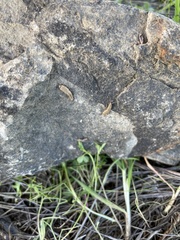 Ctenolepisma ciliatum