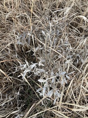 Baptisia bracteata leucophaea
