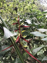 Heliconia