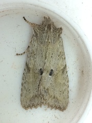 Lithophane patefacta