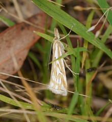 Hednota pleniferellus
