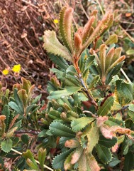 Banksia ornata