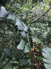 Heliconia