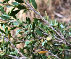 Leptospermum coriaceum