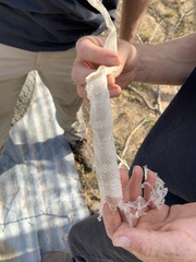 Lampropeltis annulata