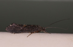 Hydrobiosidae