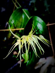 Pleurothallis phalangifera