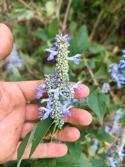 Salvia polystachia