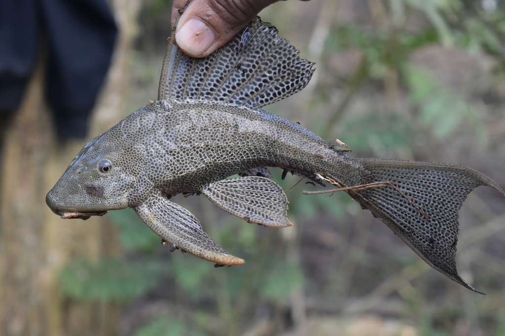 Wilsons pleco (Hypostomus wilsoni) — Loricariidae