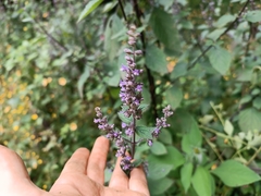 Salvia polystachia