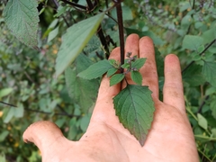 Salvia polystachia