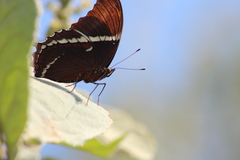 Siproeta epaphus epaphus