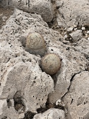 Escobaria chlorantha