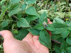 Salvia polystachia