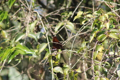 Siproeta epaphus epaphus