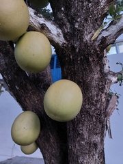 Crescentia alata