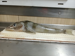 Blackfin Icefish photo 2