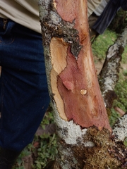 Phytophthora palmivora