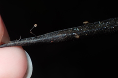 Cryptomarasmius corbariensis