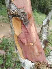 Phytophthora palmivora