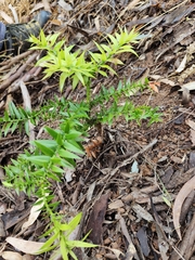 Araucaria bidwillii