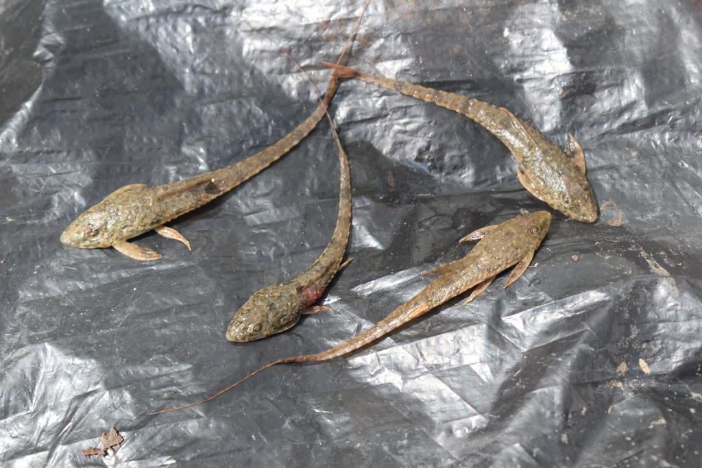 Whiptail Catfish