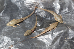 Whiptail Catfish photo 1