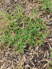 Heliotropium amplexicaule