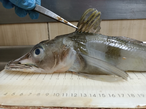 Blackfin Icefish (Chaenocephalus aceratus) · iNaturalist