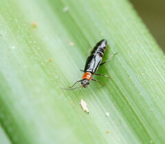 Carphurus cyanopterus