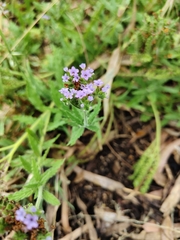 Heliotropium amplexicaule