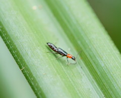 Carphurus cyanopterus