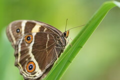 Tisiphone abeona albifascia