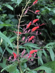Stenostephanus