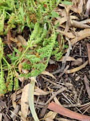 Heliotropium amplexicaule