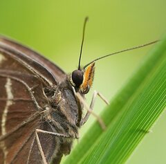 Tisiphone abeona albifascia