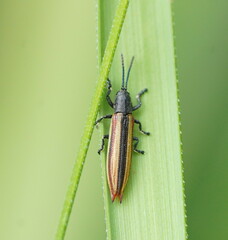 Eurispa vittata