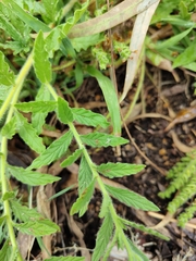 Heliotropium amplexicaule