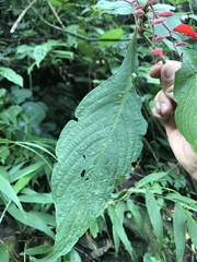 Stenostephanus