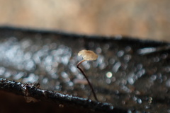Cryptomarasmius corbariensis