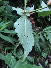 Stenostephanus